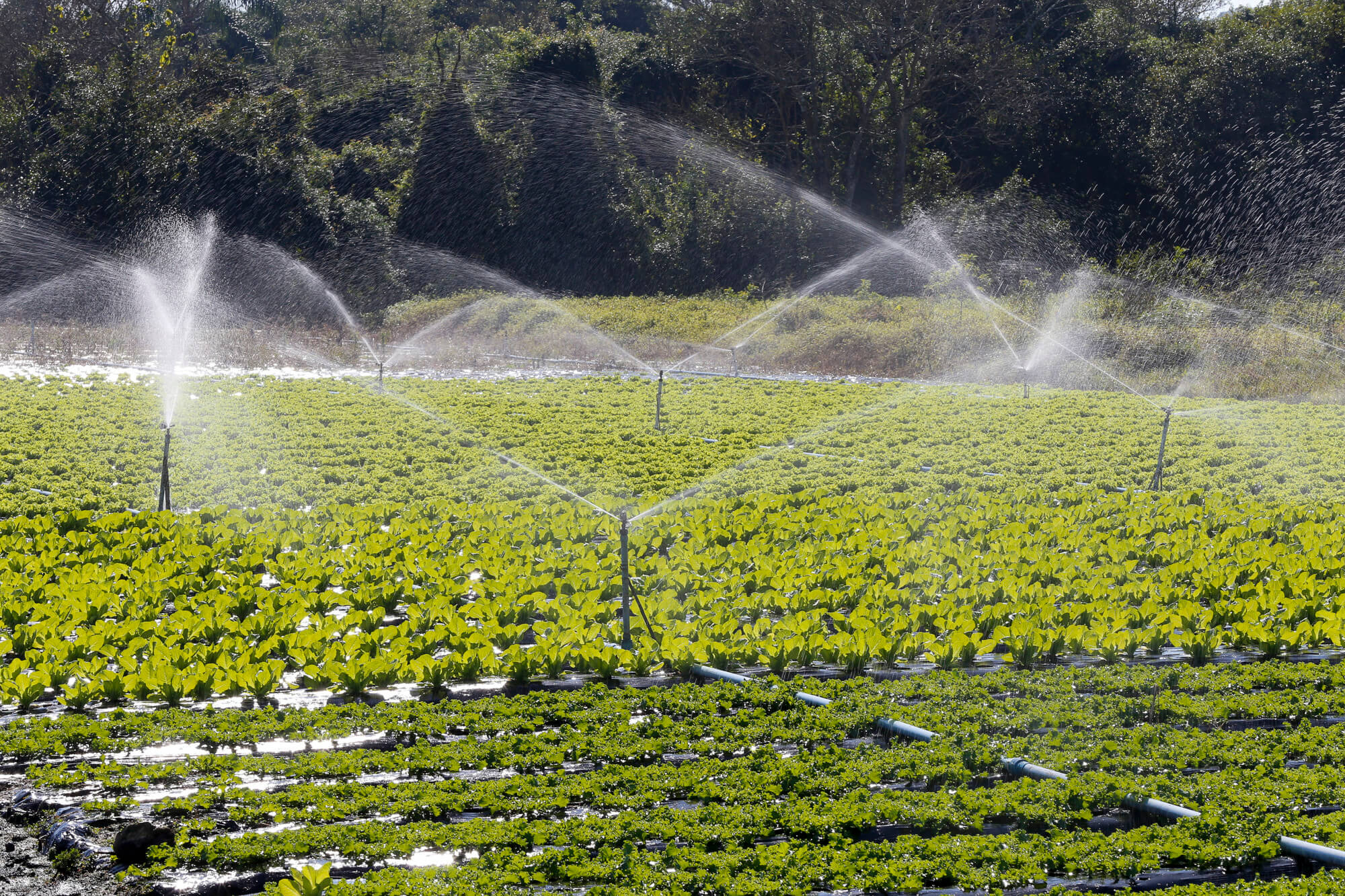 استفاده از تسطیح زمین برای افزایش بهره وری آب در کشاورزی