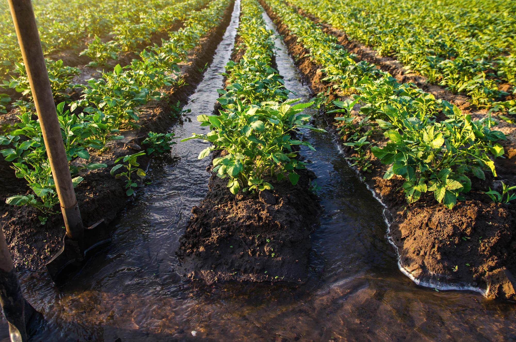 تأثیر کاربرد روش‌ های تسطیح زمین بر بهره‌وری آب در کشاورزی