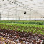 سیستم های هیدروپونیک و کاربردهای آن در کشاورزی